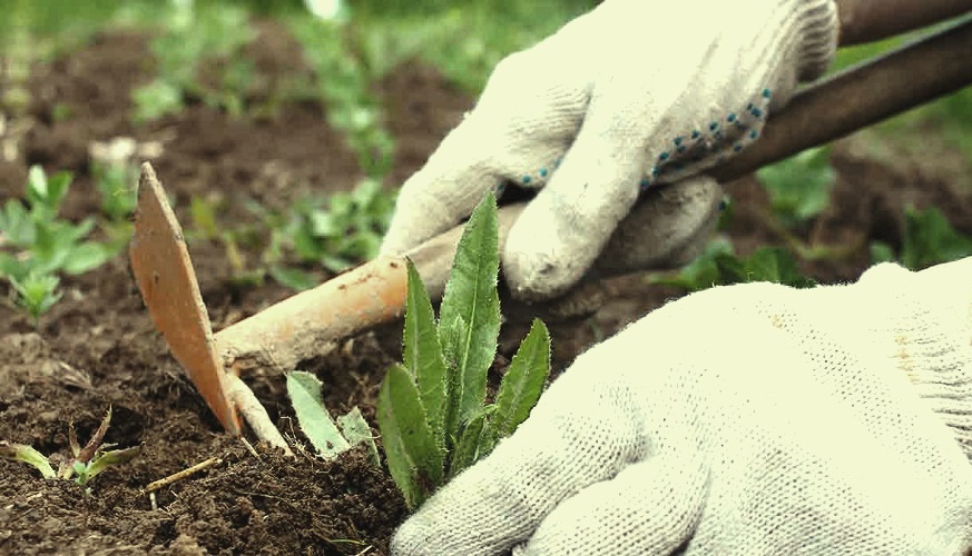 Weeding Your Garden Like A Professional